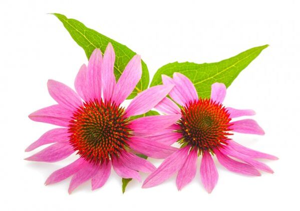Clean Forte contém echinacea