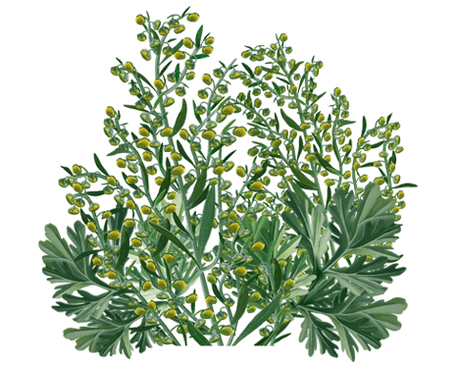 Clean Forte contém extrato de absinto